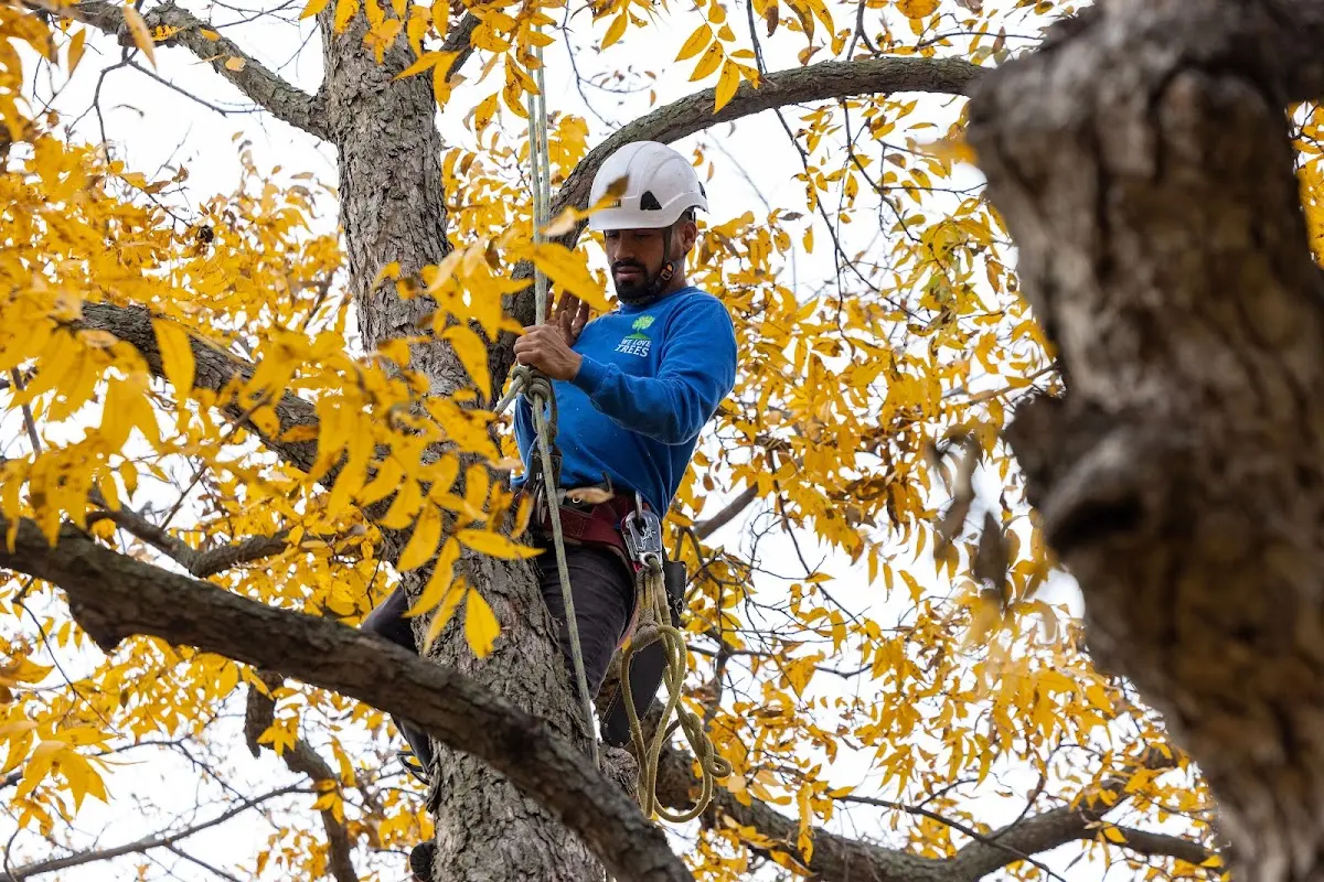 Skilled Emergency Tree Service crew working in Temple