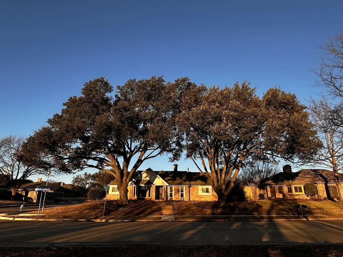 Established residential canopy tree shading a home in Temple
